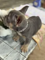 Thunder +, a male French Bulldog for sale in Morton, IL – Photo 7 of 10