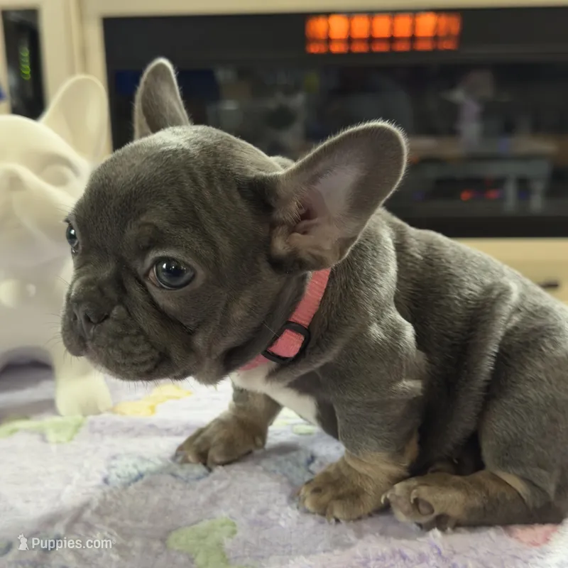Misty - Blue & Tan – French Bulldog puppy for sale in Morton, IL