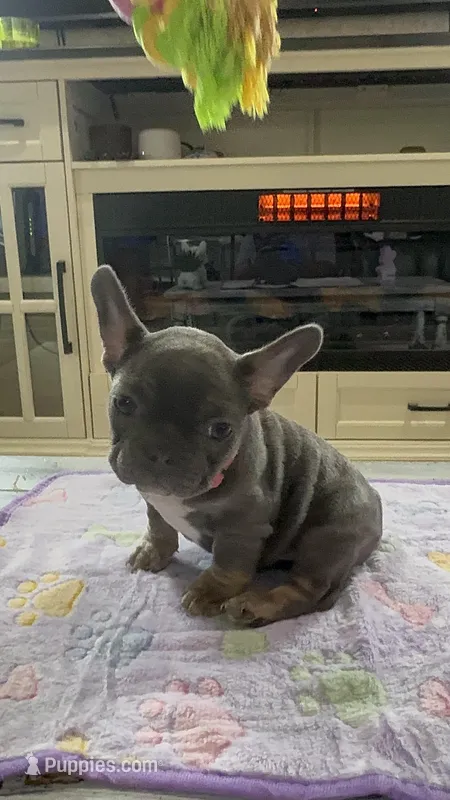 Misty --- – French Bulldog puppy for sale in Morton, IL