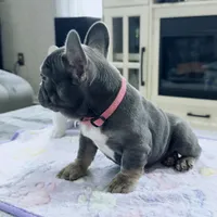 Misty ---, a male French Bulldog for sale in Morton, IL – Photo 7 of 10