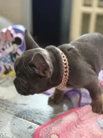 Misty ---, a male French Bulldog for sale in Morton, IL – Photo 4 of 10