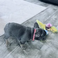 Misty ---, a male French Bulldog for sale in Morton, IL – Photo 6 of 10