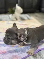 Drizzle +, a male French Bulldog for sale in Morton, IL – Photo 4 of 8