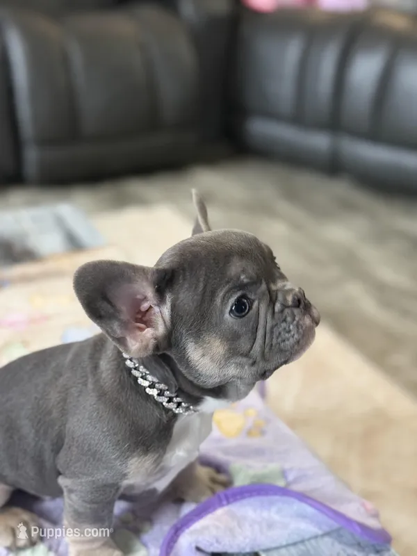 Drizzle + Blue & Tan – French Bulldog puppy for sale in Morton, IL