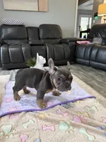 Drizzle +, a male French Bulldog for sale in Morton, IL – Photo 8 of 8