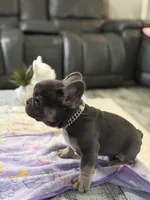 Drizzle +, a male French Bulldog for sale in Morton, IL – Photo 1 of 8