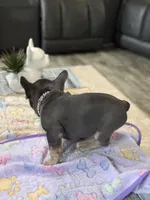 Drizzle +, a male French Bulldog for sale in Morton, IL – Photo 7 of 8