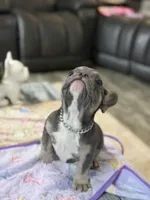 Drizzle +, a male French Bulldog for sale in Morton, IL – Photo 5 of 8