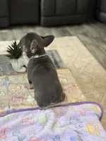 Drizzle +, a male French Bulldog for sale in Morton, IL – Photo 6 of 8