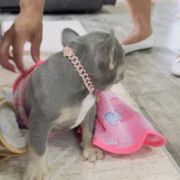 Rainbow ---, a male French Bulldog for sale in Morton, IL – Photo 8 of 8