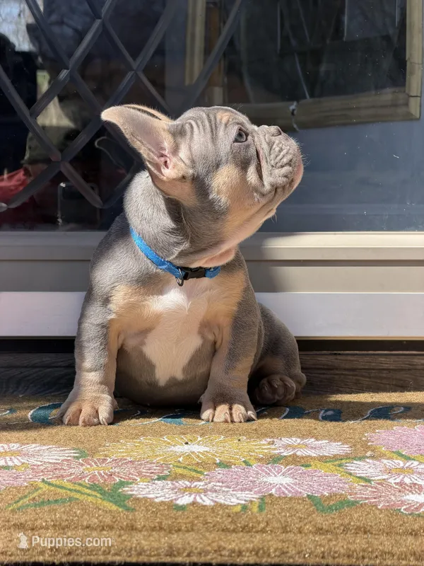 Rainbow -- Lilac & Tan – French Bulldog puppy for sale in Morton, IL