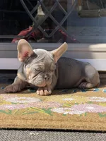 Rainbow -- Lilac & Tan, a male French Bulldog for sale in Morton, IL – Photo 2 of 6