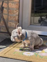 Rainbow -- Lilac & Tan, a male French Bulldog for sale in Morton, IL – Photo 4 of 6