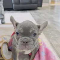 Rainbow ---, a male French Bulldog for sale in Morton, IL – Photo 6 of 8