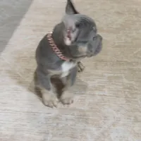 Rainbow ---, a male French Bulldog for sale in Morton, IL – Photo 3 of 8