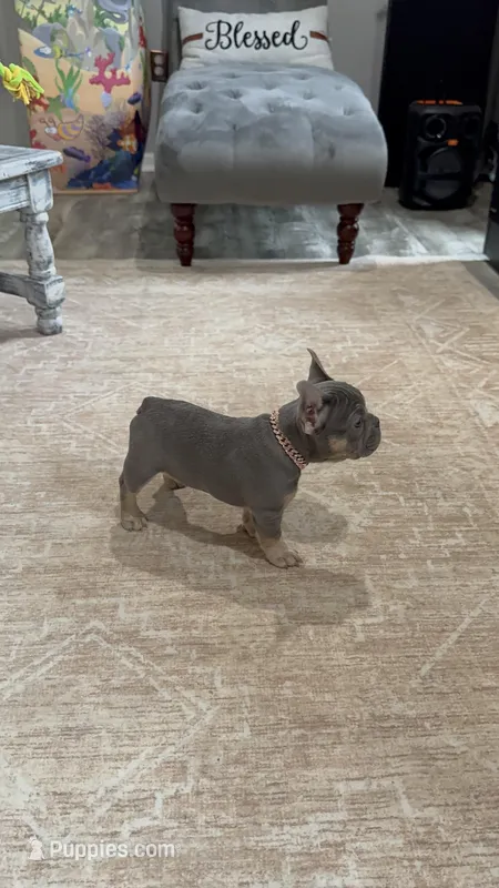 Rainbow --- – French Bulldog puppy for sale in Morton, IL