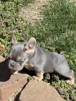 Rainbow -- Lilac & Tan, a male French Bulldog for sale in Morton, IL – Photo 5 of 6