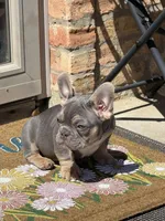 Rainbow -- Lilac & Tan, a male French Bulldog for sale in Morton, IL – Photo 3 of 6