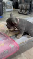 Rainbow ---, a male French Bulldog for sale in Morton, IL – Photo 2 of 8