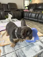 Lightning +, a male French Bulldog for sale in Morton, IL – Photo 7 of 7