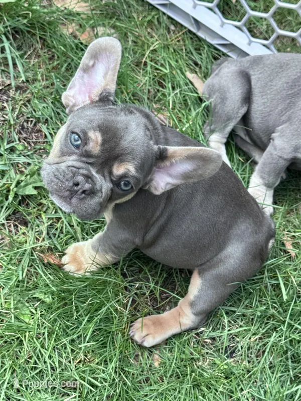 Lightning + Blue & Tan – French Bulldog puppy for sale in Morton, IL