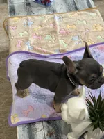 Lightning +, a male French Bulldog for sale in Morton, IL – Photo 5 of 7