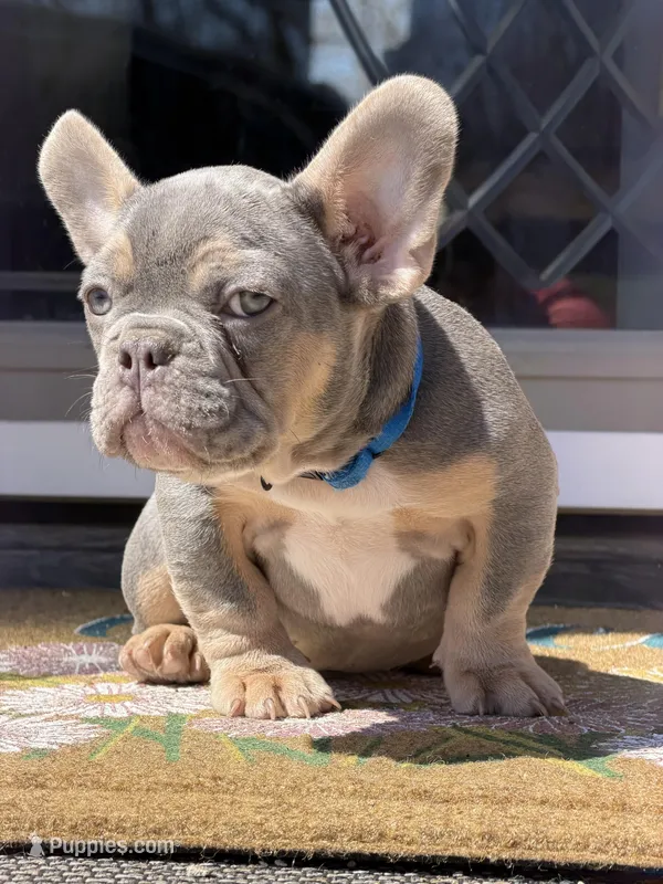 Lightning + Blue & Tan – French Bulldog puppy for sale in Morton, IL