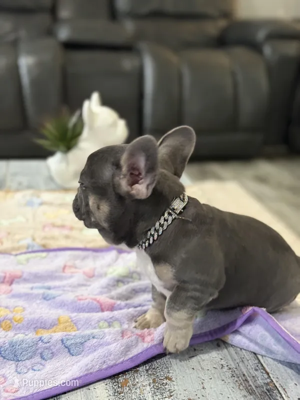 Lightning + – French Bulldog puppy for sale in Morton, IL