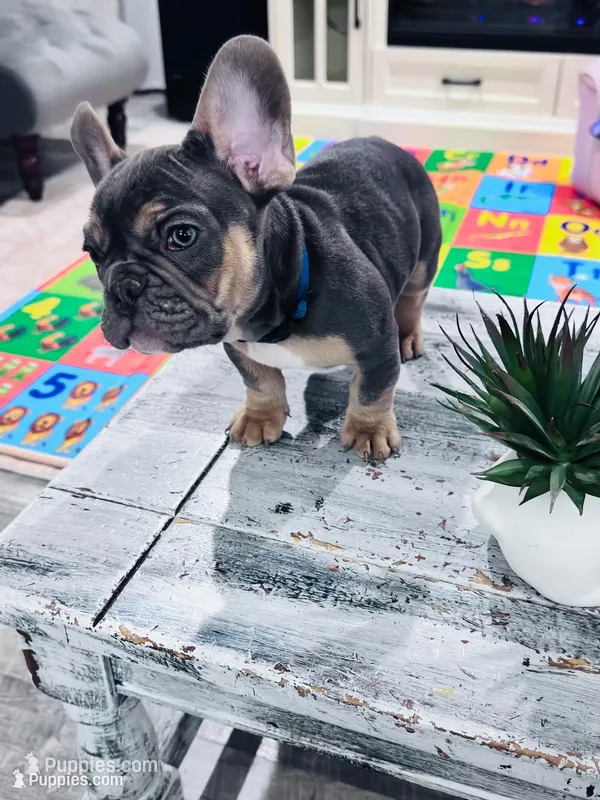 Lightning + Blue & Tan – French Bulldog puppy for sale in Morton, IL