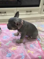 Stormy, a female French Bulldog for sale in Morton, IL – Photo 3 of 9