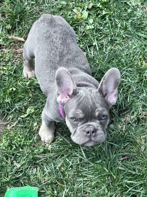 Stormy - Blue & Tan – French Bulldog puppy for sale in Morton, IL
