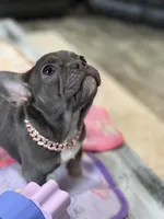 Stormy, a female French Bulldog for sale in Morton, IL – Photo 7 of 9