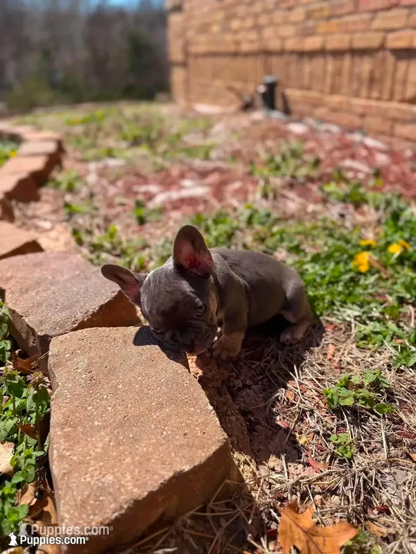 Stormy - Blue & Tan  – French Bulldog puppy for sale in Morton, IL