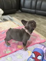 Stormy, a female French Bulldog for sale in Morton, IL – Photo 9 of 9