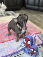 Stormy, a female French Bulldog for sale in Morton, IL – Photo 5 of 9