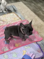 Stormy, a female French Bulldog for sale in Morton, IL – Photo 2 of 9