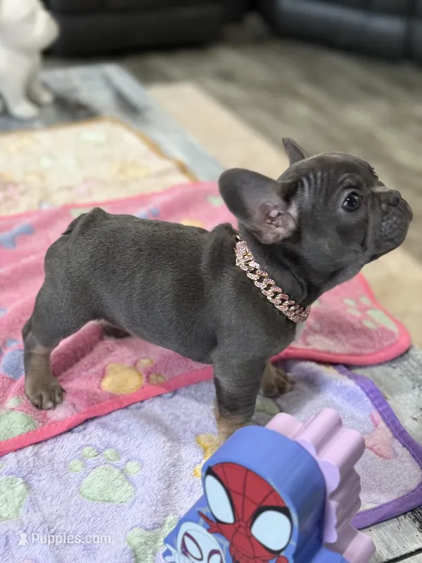 Stormy – French Bulldog puppy for sale in Morton, IL