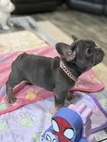 Stormy, a female French Bulldog for sale in Morton, IL – Photo 1 of 9