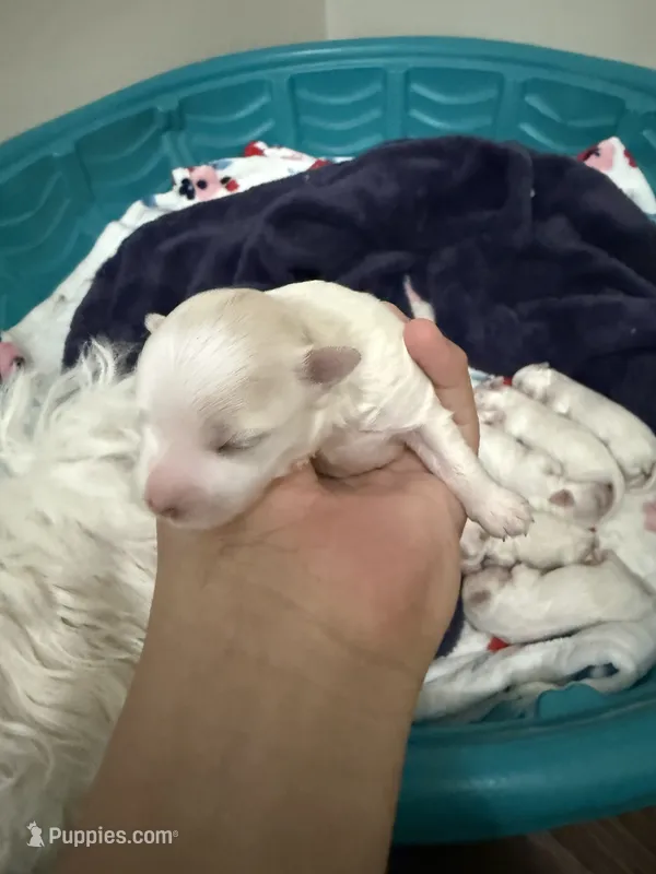 Bob – Maltese puppy for sale in Concord, NC