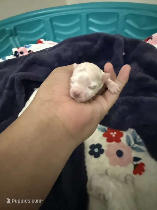 Billy – Maltese puppy for sale in Concord, NC
