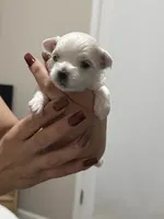 Lucy, a female Maltese for sale in Concord, NC – 1 of 3