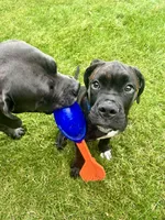Pheonix (Boy), a male Boxer and Cane Corso for sale in Glendale Heights, IL – 5 of 10