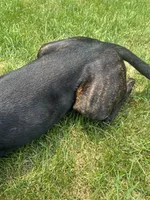 Pheonix (Boy), a male Boxer and Cane Corso for sale in Glendale Heights, IL – 5 of 10
