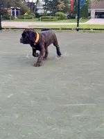 Ollivander (Orange Boy), a male Boxer and Cane Corso for sale in Glendale Heights, IL – 2 of 10