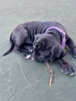 Minerva (Purple girl), a female Boxer and Cane Corso for sale in Glendale Heights, IL – 2 of 10