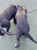 Bellatrix (Pink girl), a female Boxer and Cane Corso for sale in Glendale Heights, IL – 4 of 10