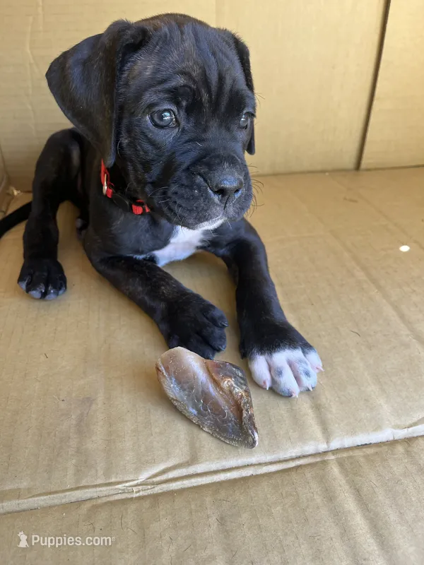 Phoenix (Red Boy) – Boxer, Cane Corso puppy for sale in Glendale Heights, IL