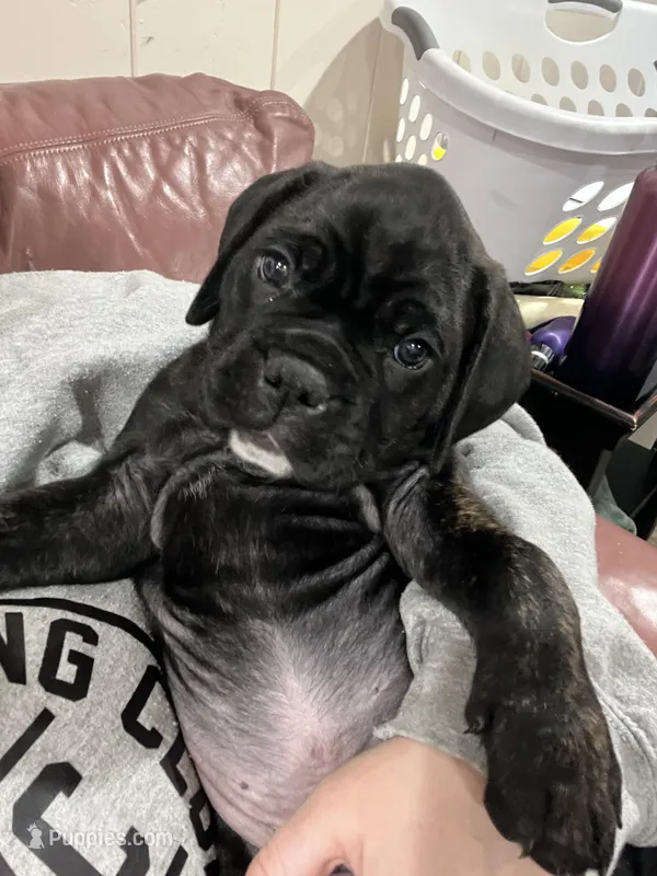 Ollivander (Orange boy) – Boxer, Cane Corso puppy for sale in Glendale Heights, IL