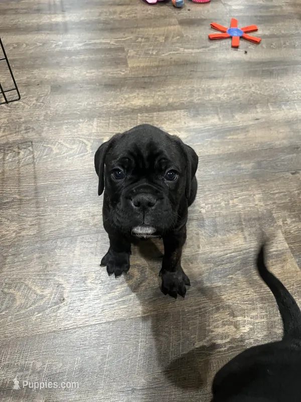 Ollivander (Orange boy) – Boxer, Cane Corso puppy for sale in Glendale Heights, IL