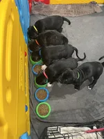 Ollivander (Orange boy), a male Boxer and Cane Corso for sale in Glendale Heights, IL – Photo 6 of 7